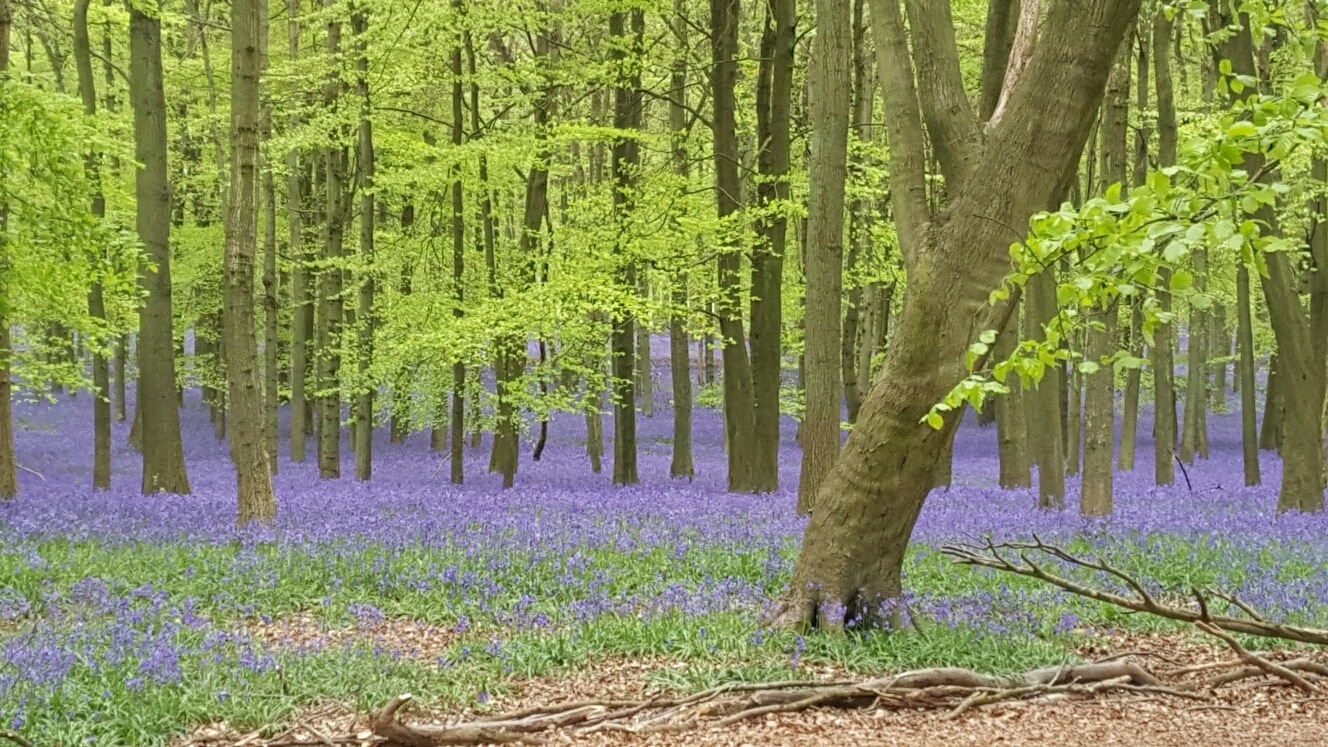 Apsley, Hemel Hempstead, England, GB