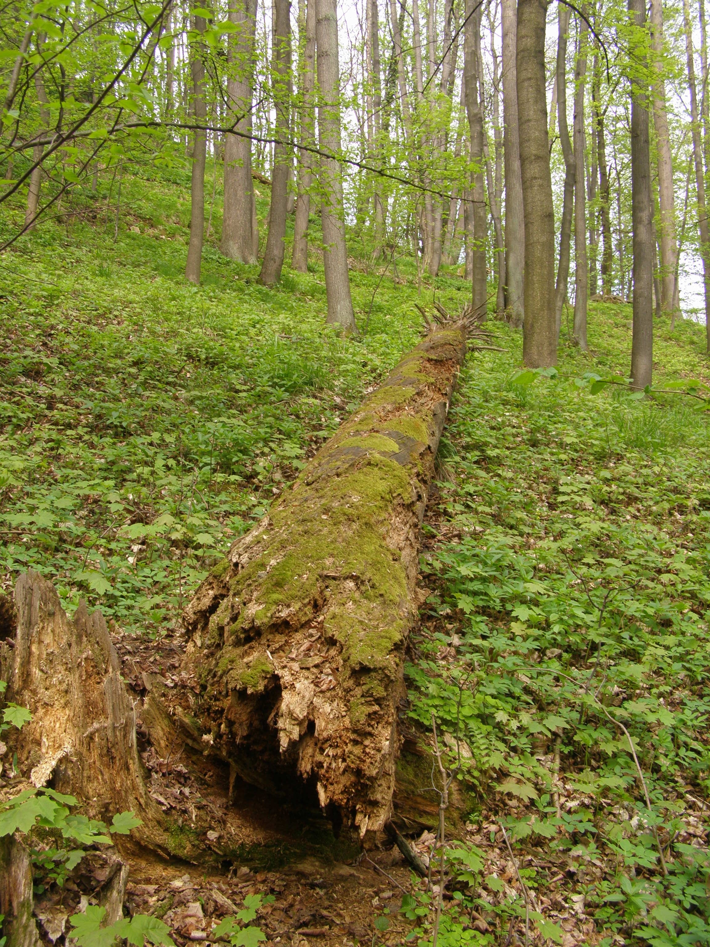 Frýdlant, Liberec, Frýdlant, Liberec Region, CZ