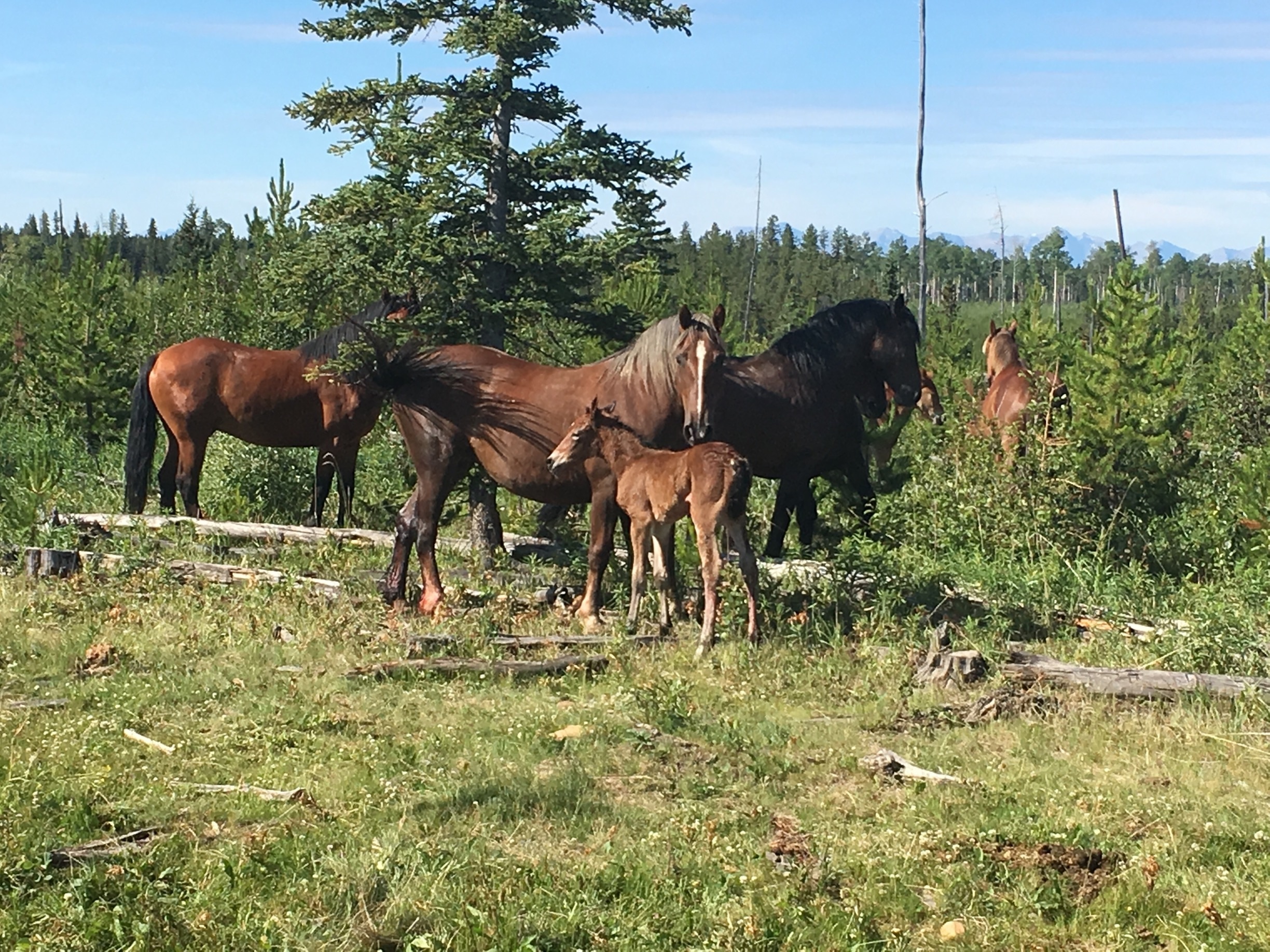 Olds, Alberta, Olds, Alberta, CA