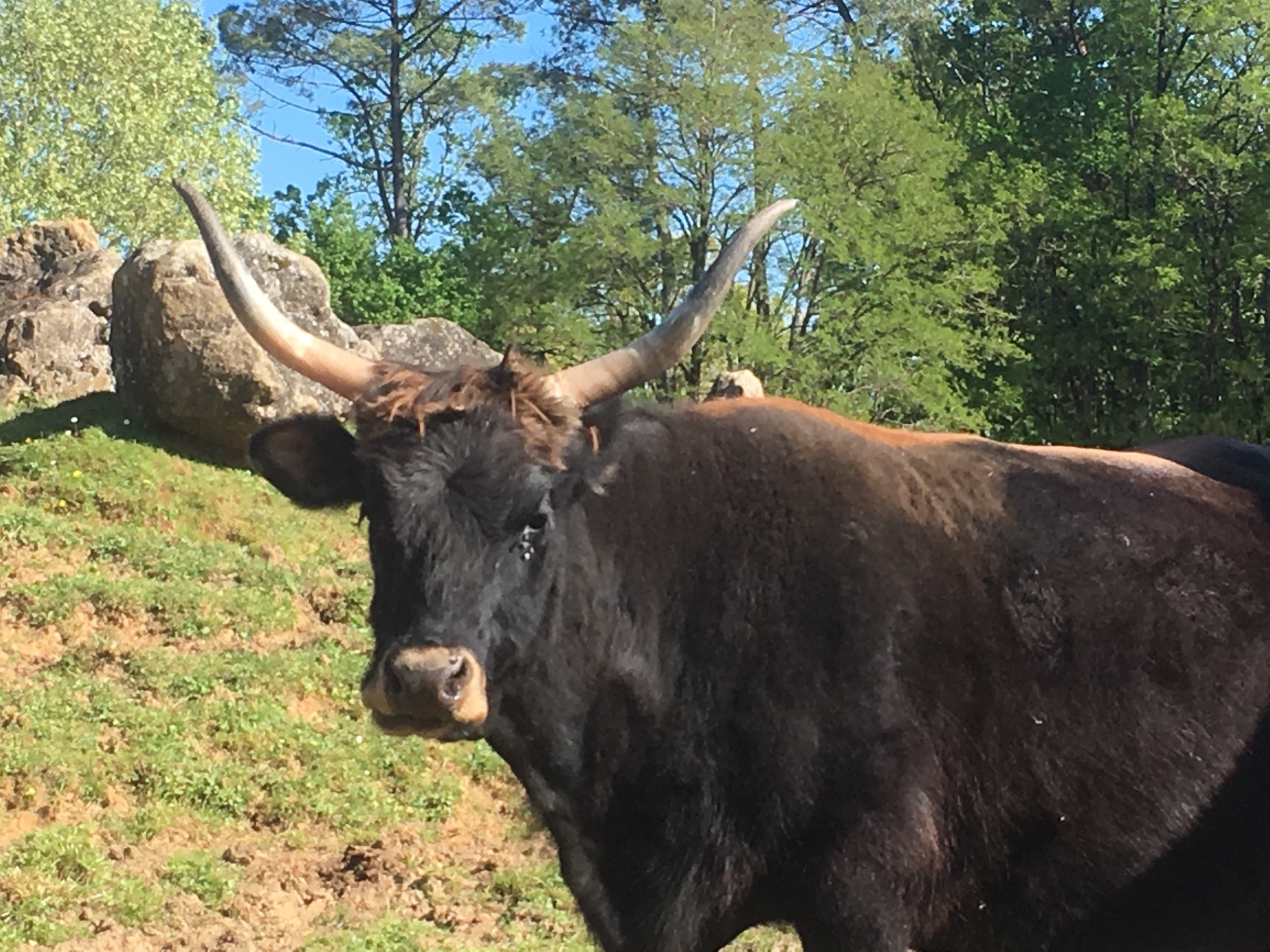 Dordogne, Nouvelle-Aquitaine, FR