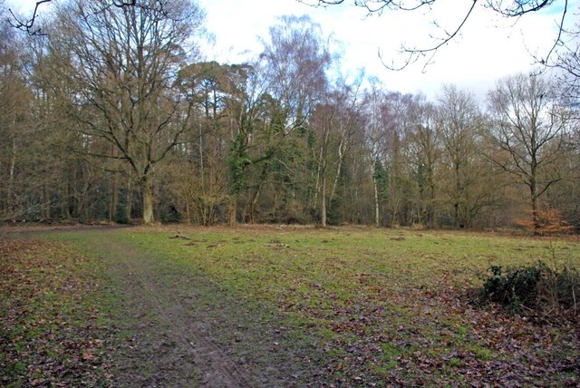 Whippendell Wood, Rickmansworth, England, GB