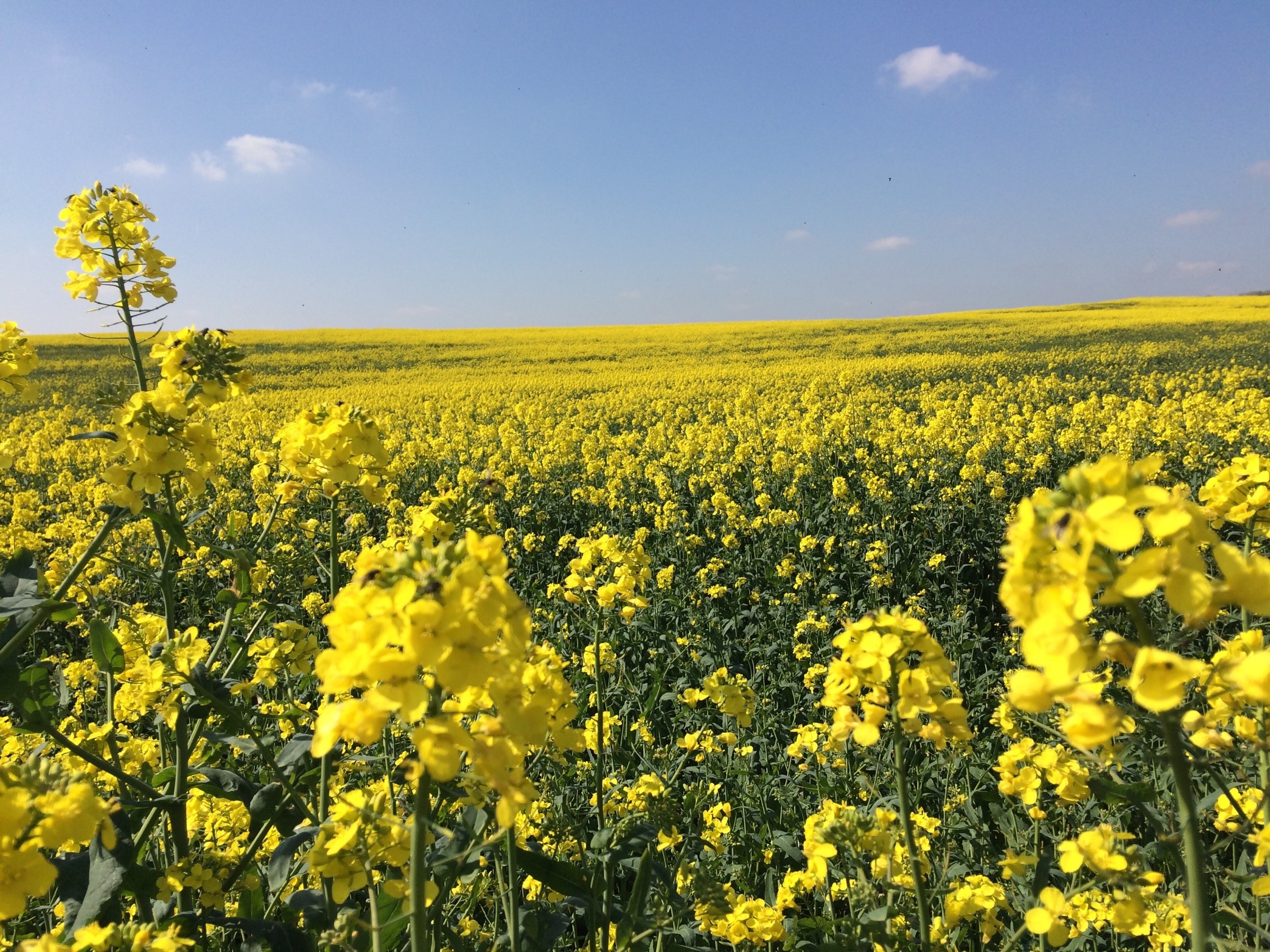 Thatcham, England, GB