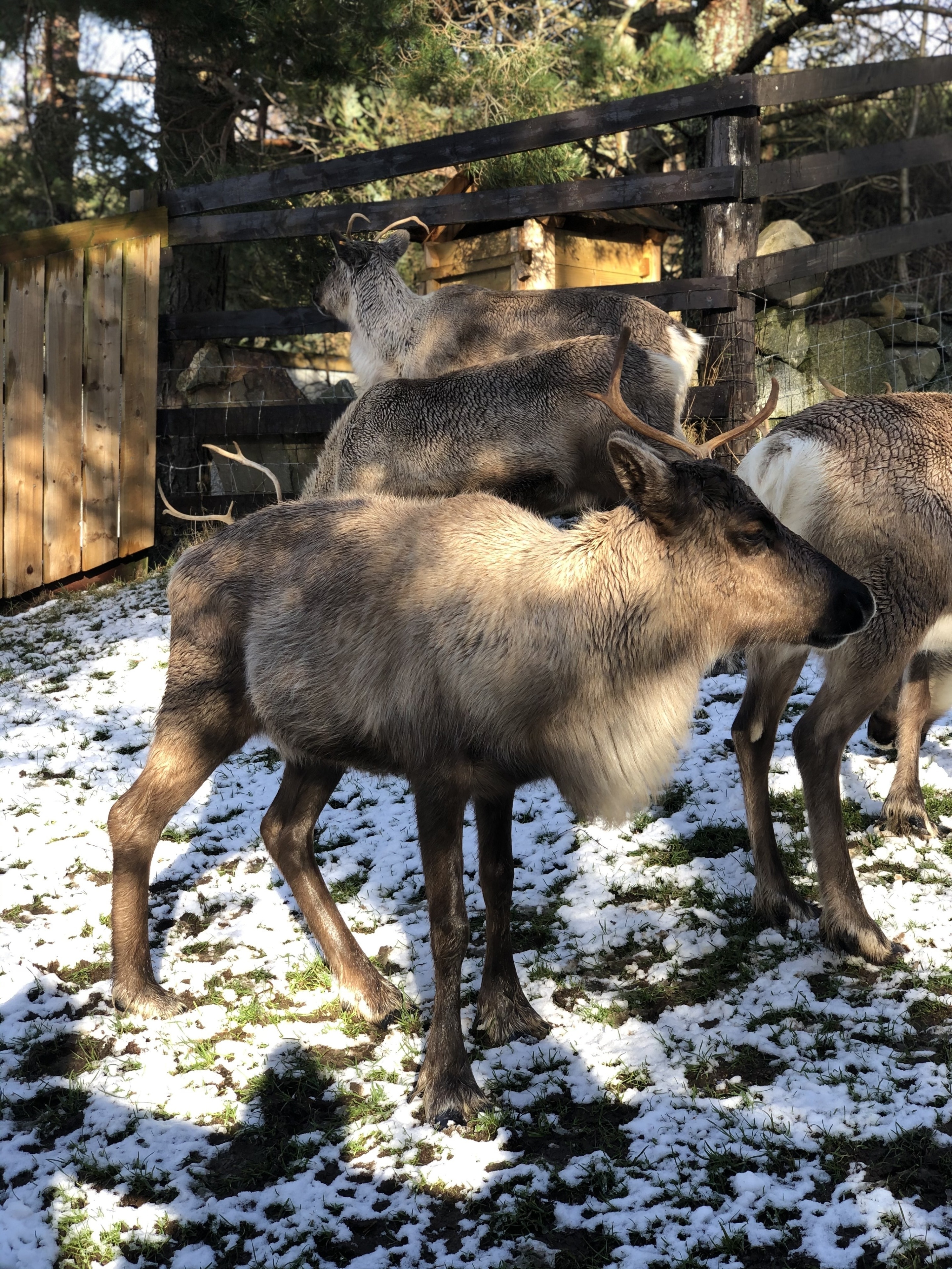 Aviemore, Scotland, GB