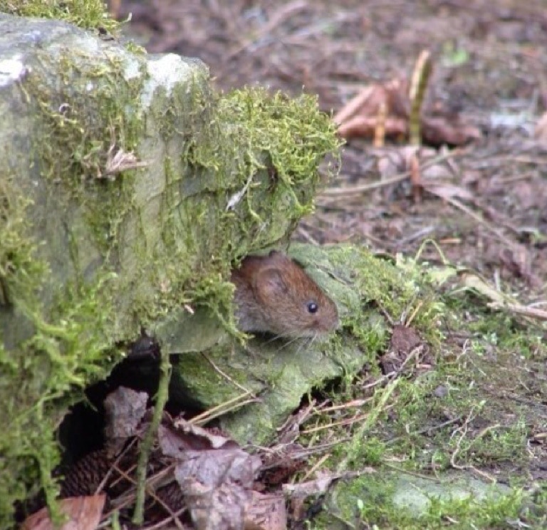 Loch Tay, Scotland, GB