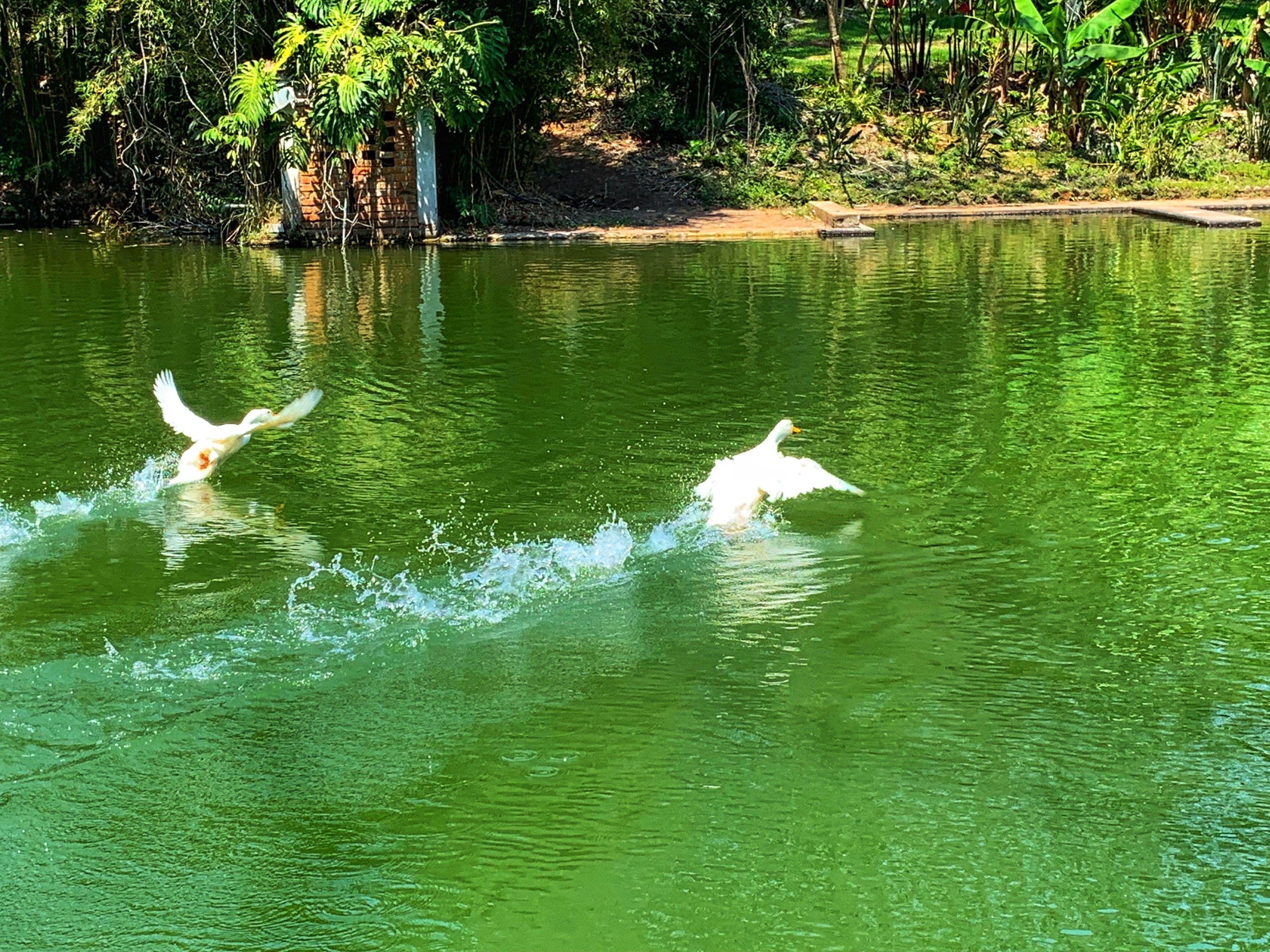 Xalapa, Veracruz, MX