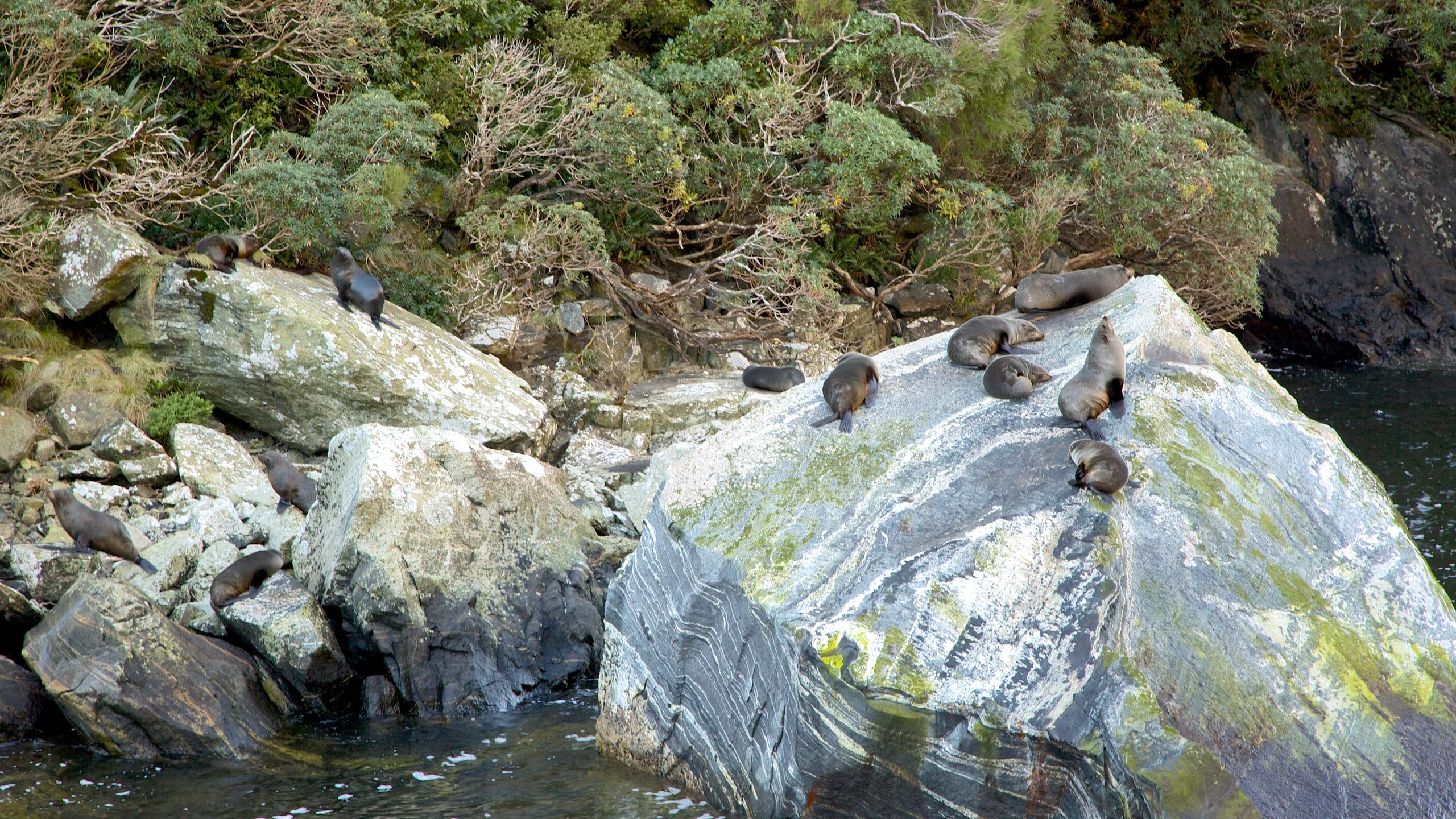 Milford Sound, Southland, NZ