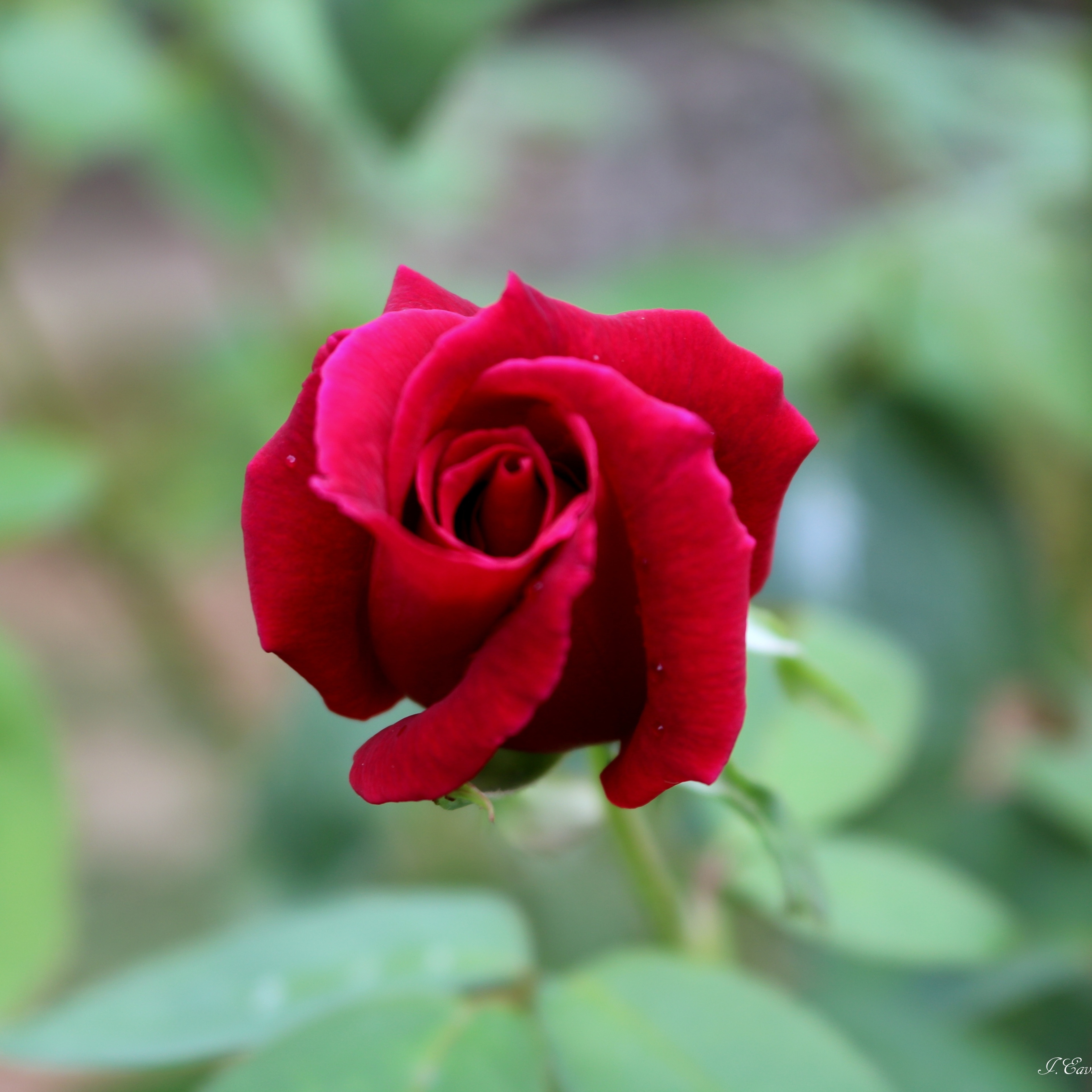 Descanso Gardens, La Cañada Flintridge, California, US