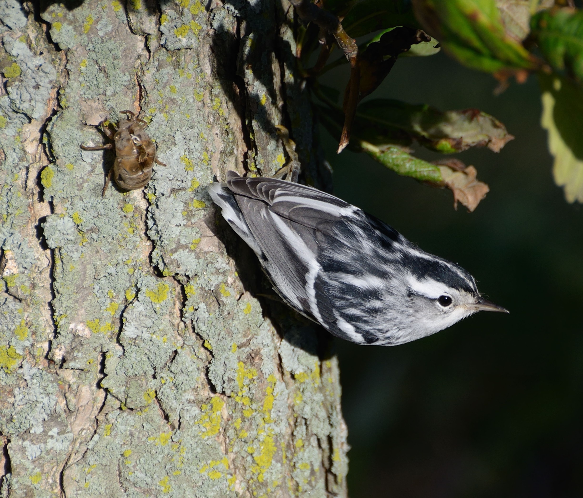 Chestnut Ridge Park, Flowery Branch, Georgia, US