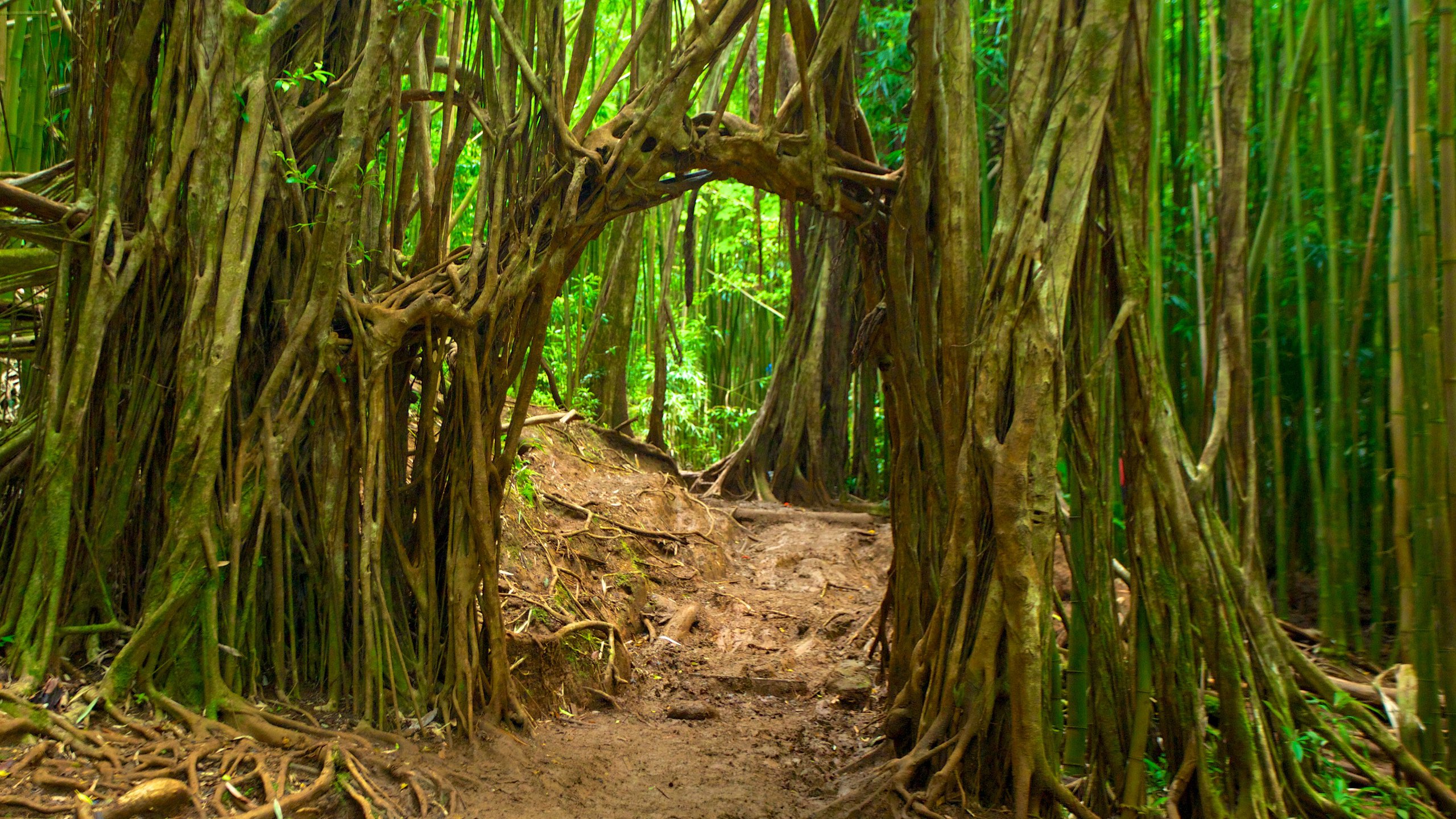 Manoa Falls, Honolulu, Hawaii, US