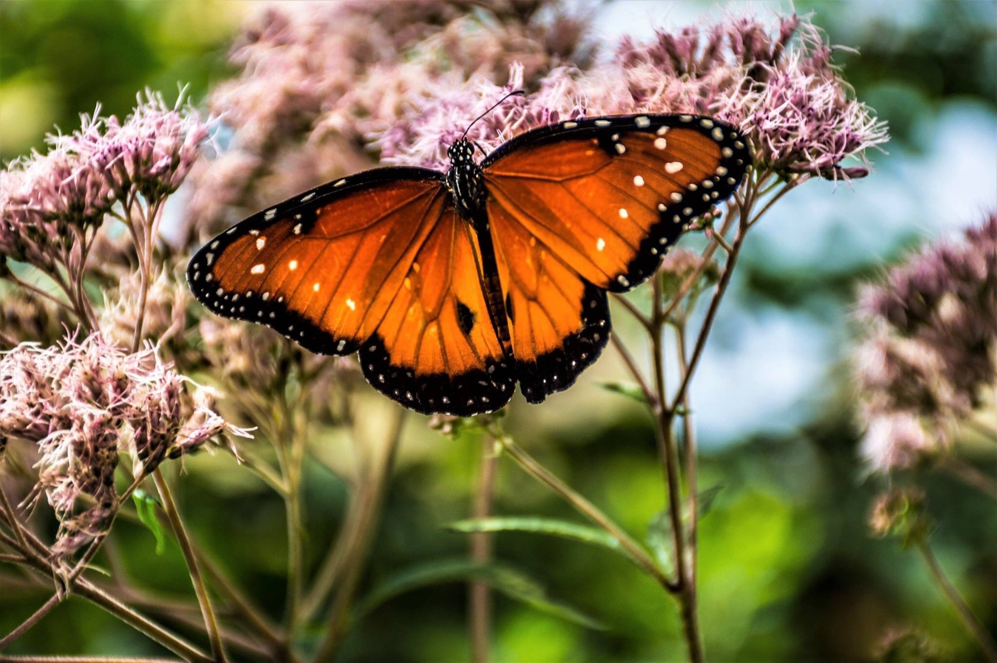 Franklin, Massachusetts, US