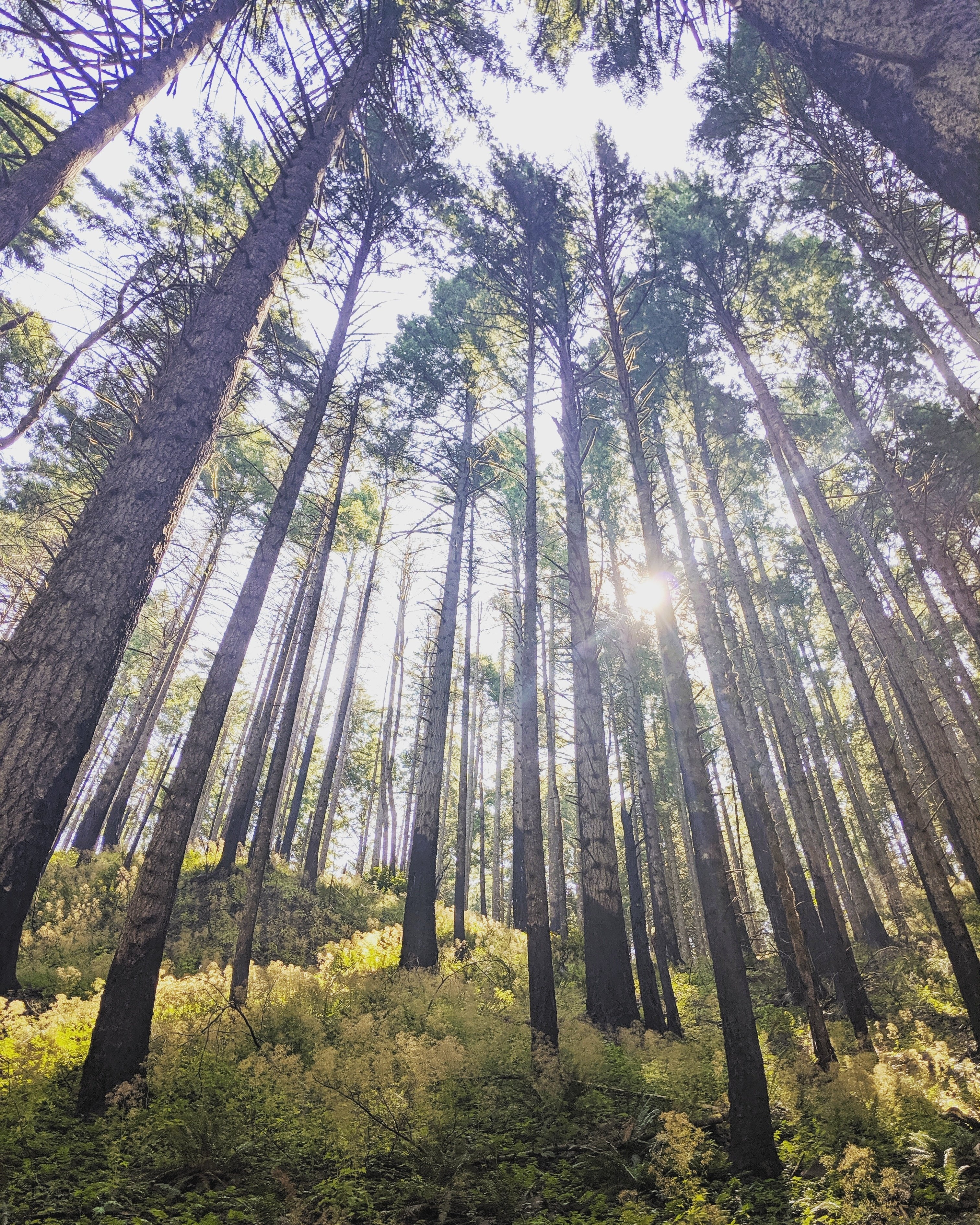 Wahclella Falls, Oregon, US