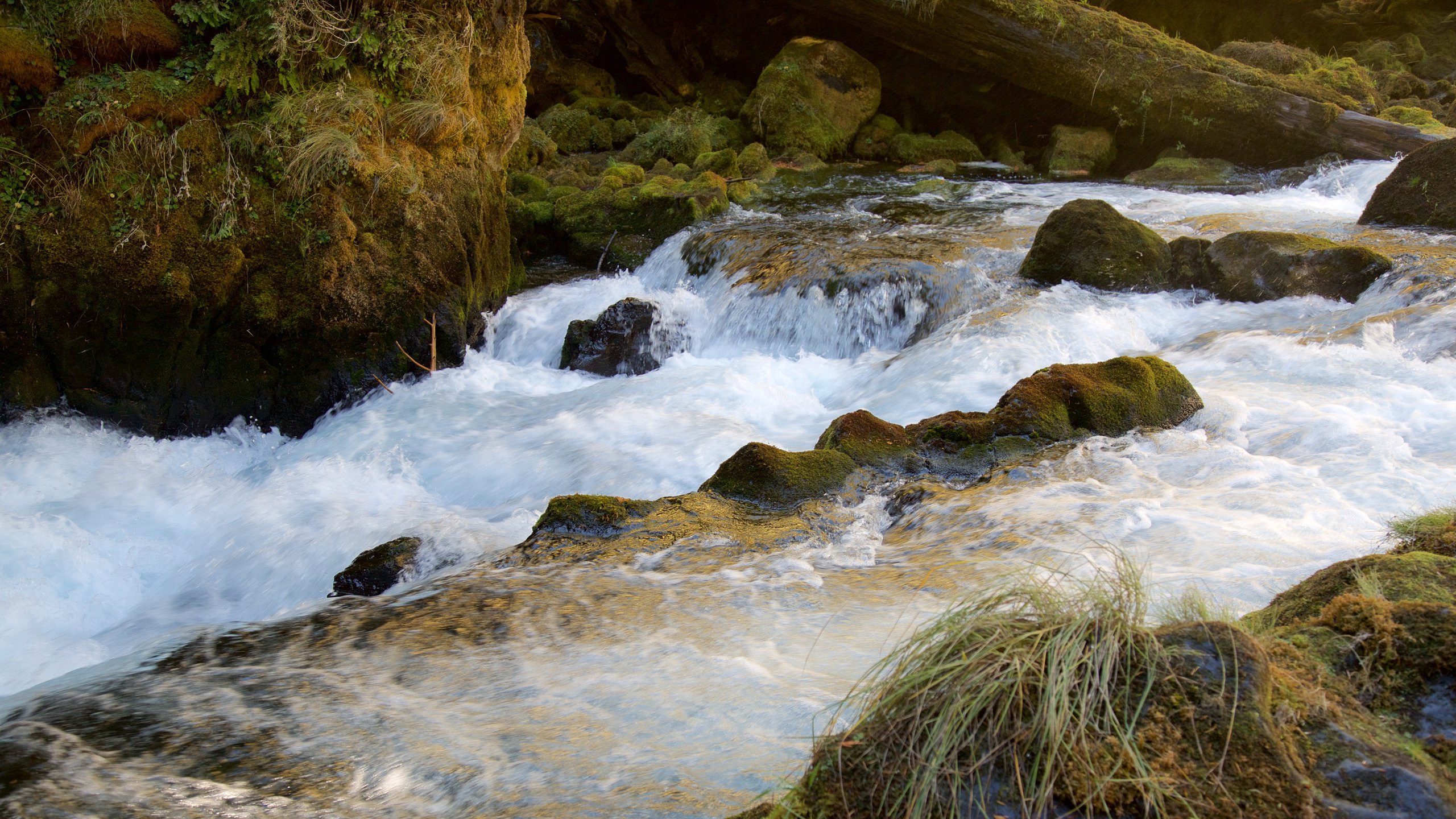 Willamette National Forest, Oregon, US