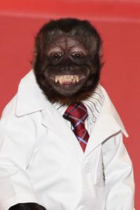 Crystal the Monkey as Drunk Monkey (uncredited) in Doctor Dolittle (06/1998)