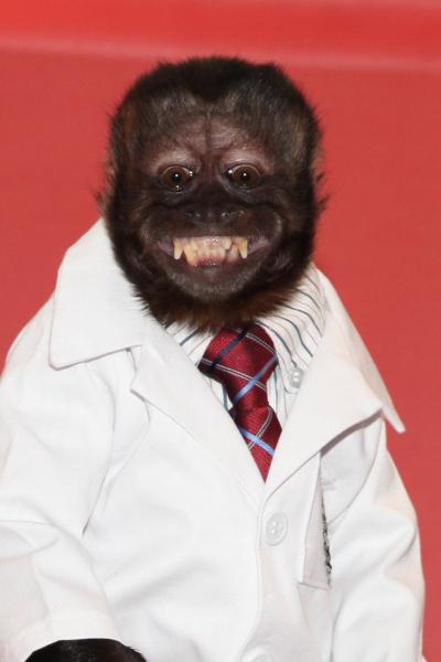Crystal the Monkey profile image