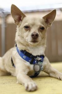 Moonie as Bruiser in Legally Blonde 2: Red, White & Blonde (07/2003)